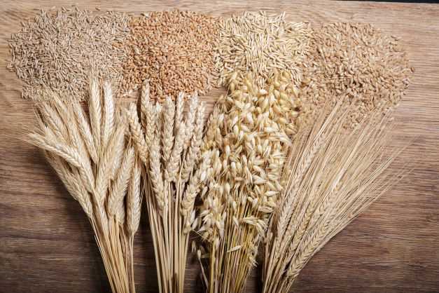 Wheat ears, rye, barley and oats on wooden background, top view